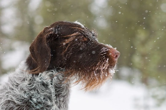 German wirehaired pointer hereditary health and longevity | Pets4Homes