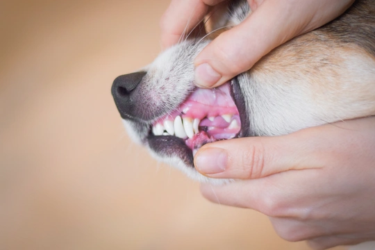 Potíže s mléčnými zuby u štěňat