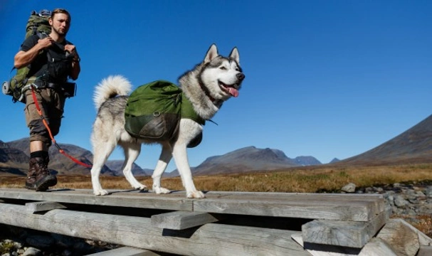 Medium sized hotsell hiking dogs