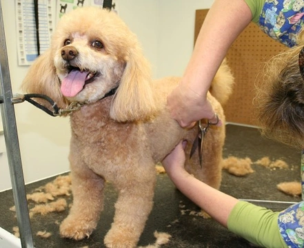 Caring for curly coated, low-shedding dogs