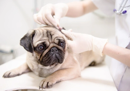 Ear Surgery in Dogs