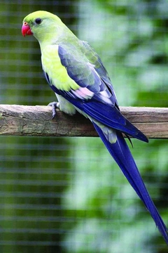 Papoušek horský – kouřový (Polytelis anthopeplus)