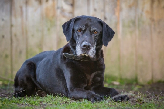 Should you be concerned about tumours and your aging dog?