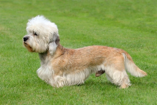 Short long 2024 dog breed