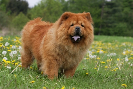 The Chow Chow and Hypothyroidism Health Issues