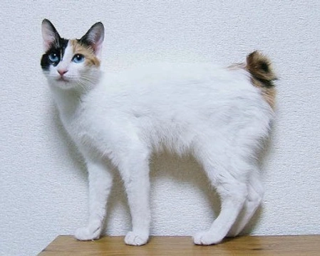 Bobtail giapponese: costo, carattere e mantello di questo gatto