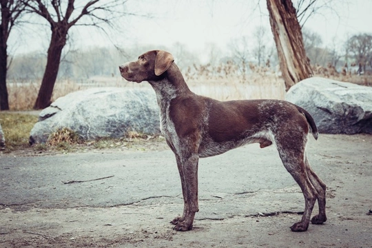 Junctional epidermolysis bullosa in the German shorthaired pointer