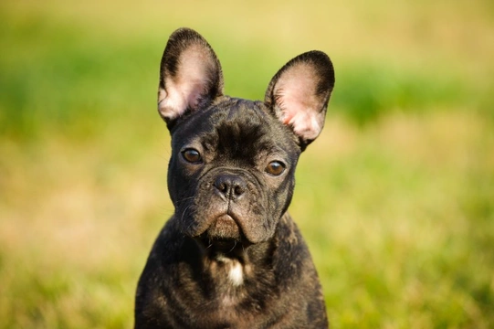 Black faced fawn french hot sale bulldog