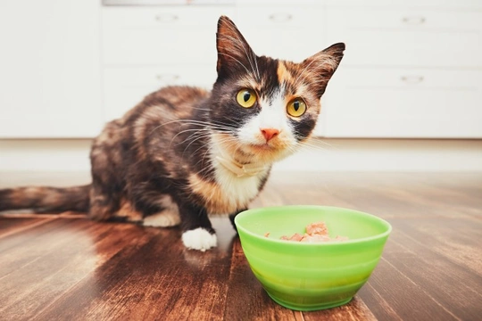Ten FAQs on Feeding a Cat