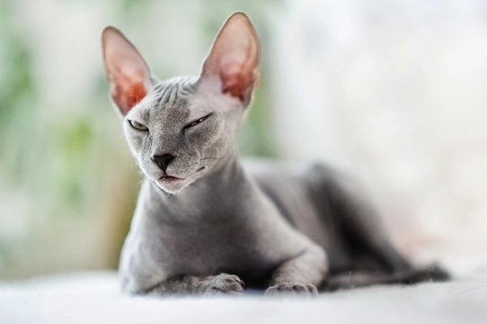 Ten things you need to know about the Sphynx cat before you buy one
