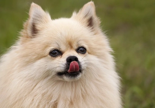 An insight into the taste buds of the dog, and how they taste their food