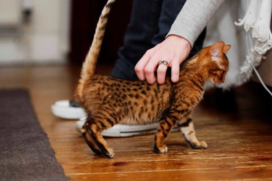 ¿Por qué levantan la cola los gatos cuando les acarician la espalda?