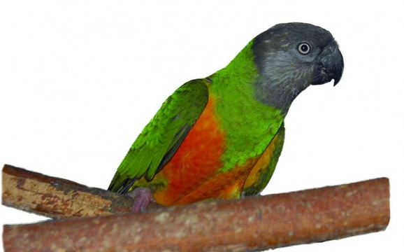 Papoušek senegalský (Poicephalus senegalus)