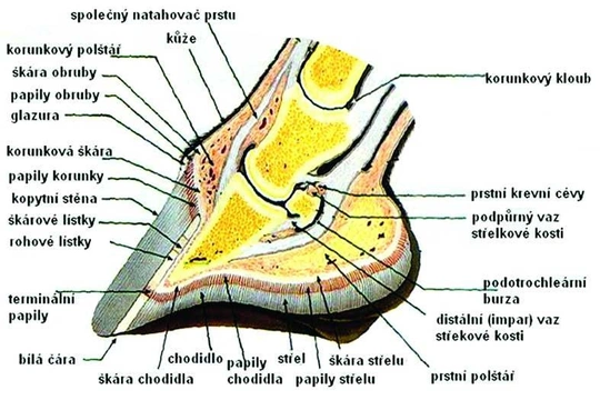 Bez kopyt není koně: 3.díl - Co je to kopyto