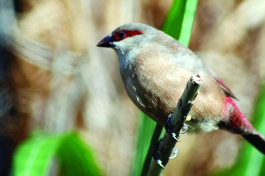 Astrild žltobruchý (Estrilda rhodopyga)