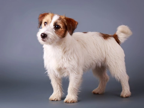 Five universal personality traits of the Jack Russell terrier