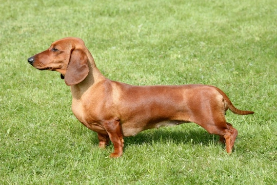 Dachshund good best sale family dog