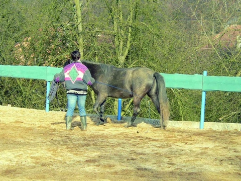 Jak funguje kůň Část 38.: Reflexy, paměť, učení a výcvik koní