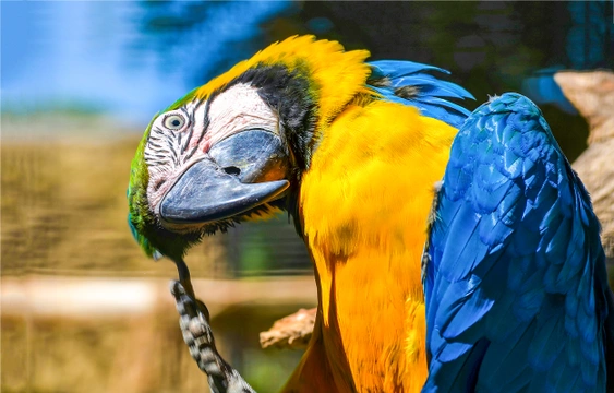 Tajemný svět papoušků: Vedle chovu papoušků se zabývejme i jejich chováním