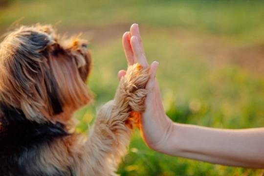 Five behaviours of responsible dog owners