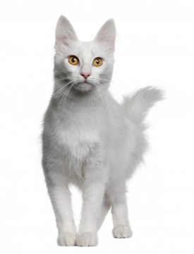 Gorgeous White Coated Cats – But Are They Prone to Deafness?