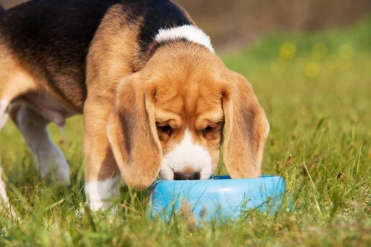 10 golden rules to follow when feeding your dog