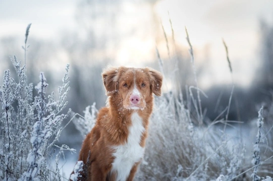 Five frequently asked questions about frostbite in dogs