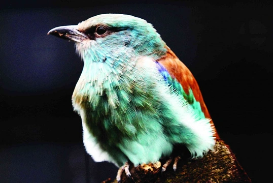 Mandelík hajní (Coracias garrulus) v Zoo Hodonín