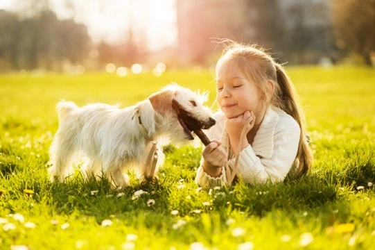 Why it is vital to ensure that your children do not tease your puppy