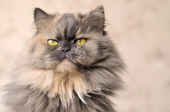 Caring for a Persian Cat - Factors to Consider