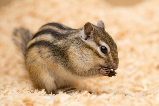Have You Considered Keeping Chipmunks as Pets?