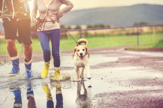 Top Tips When Walking Your Dog When it's Raining