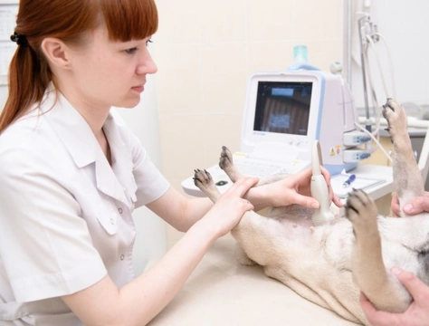 Unwanted Pregnancies in Dogs - What You Should Do