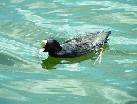 LYSKA ČERNÁ – Fulica atra, Linnaeus, 1758