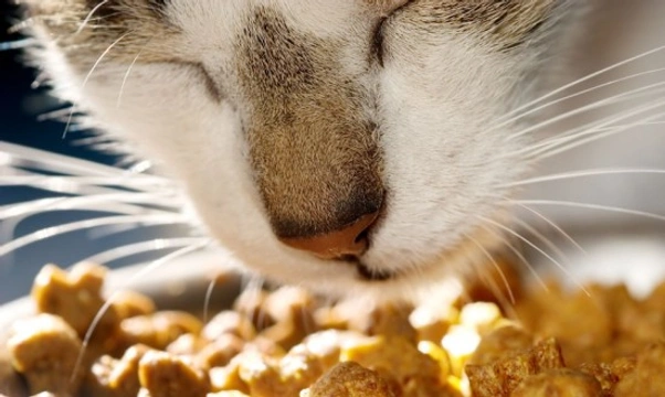 Famished felines - could your cat have an overactive thyroid gland?