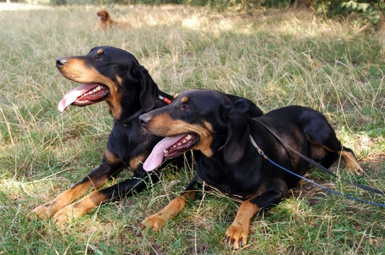 Transylvanian Hound - A Handsome and Loyal Companion