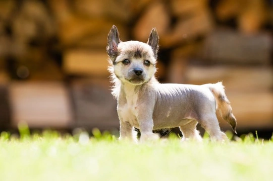 Health and care of a hairless Chinese crested dog