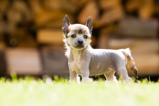 Hairless crested hot sale chihuahua