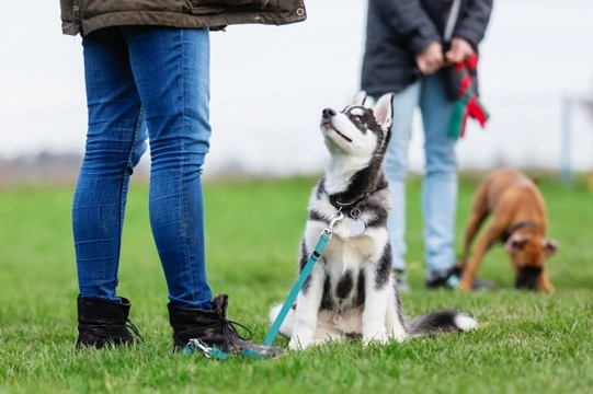 How do socially distanced dog training classes work in practice, and are they effective?