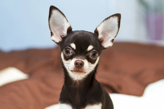 Black smooth hot sale coat chihuahua