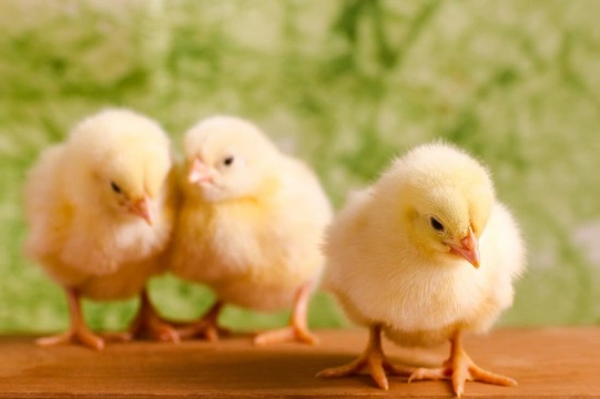 How to Raise Healthy Chicks