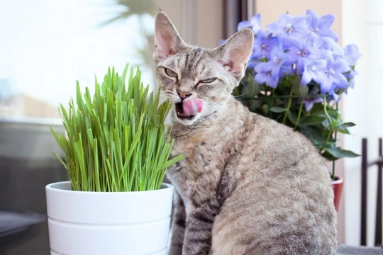Herbs that are Safe to give to Cats