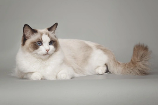 Ten things you need to know about the Ragdoll cat before you buy one
