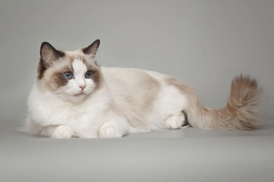 Everything you want to know about Ragdoll cats