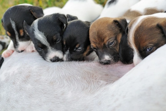 Determining whether or not a litter of nursing puppies is getting enough milk