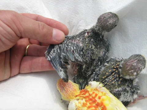 Papoušek zpěvavý (Psephotus haematonotus) 26 – mutace tmavozelená (olivová)