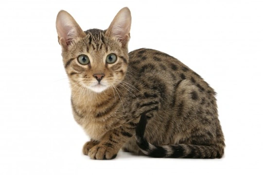 More information on the attractive and unusual Serengeti cat