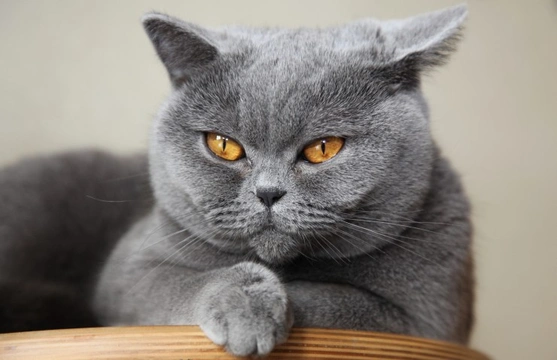 British shorthair teddy 2024 bear cat breed