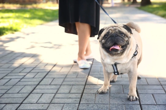 How to walk brachycephalic dogs in summer and prevent overheating