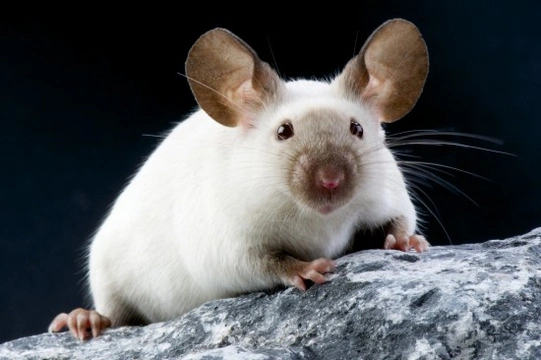 Fun Interesting Facts About Mice